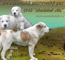 Středoasijský pastevecký pes - CHS Medzhal Ala