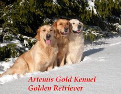 Golden Retrievr Artemis Gold Kennel