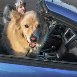 Bezpečně na cestách se psem v autě