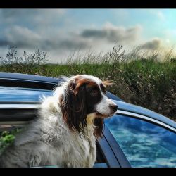 Novela veterinárního zákona: Nové pasy pro psy budou dražší