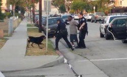 Policejní akce skončila zbytečnou smrtí psa