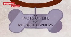 Kreslené video o Pit Bullech a jejich páníčcích