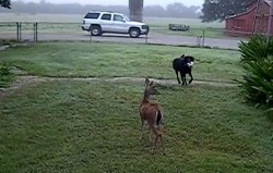 Pes vs. jelen