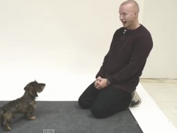 Co udělá pes, když uslyší člověka štěkat?