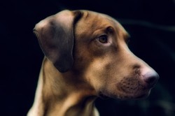 Kvůli festivalu psího masa zemřelo deset tisíc psů