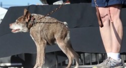 Titul nejošklivějšího psa světa 2015 vyhrál Quasi Modo