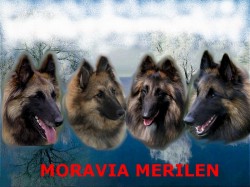 Moravia  Merilen