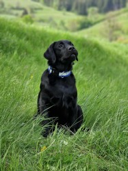 Inzerce psů Labradorský retrívr- černá štěňátka s pp