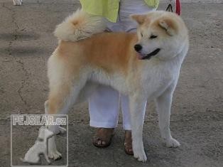 Akita Inu