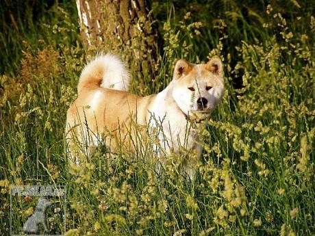 Akita Inu