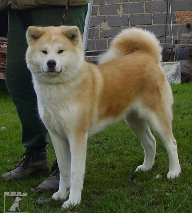 Akita Inu