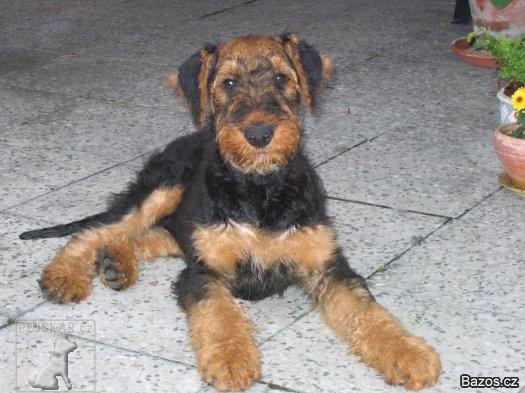 Erdelteriér (Airedale terier)