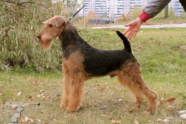 Erdelteriér (Airedale terier)