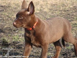 Australská kelpie