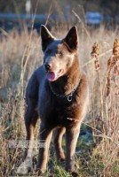 Australská kelpie