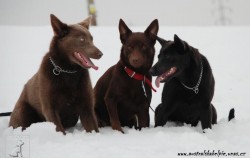 Australská kelpie