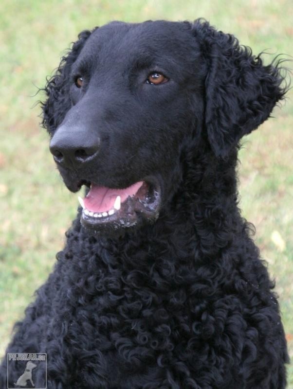 Curly Coated Retrívr (Curly Coated Retriever) - Kudrnatý retrívr