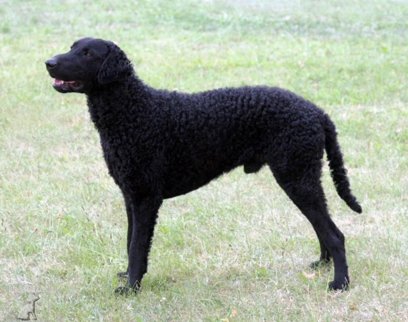 Curly Coated Retrívr (Curly Coated Retriever) - Kudrnatý retrívr