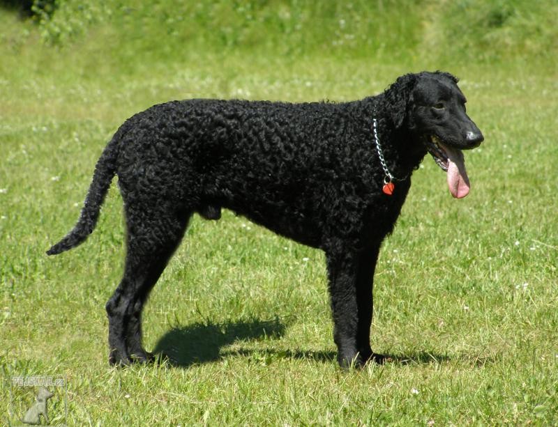 Curly Coated Retrívr (Curly Coated Retriever) - Kudrnatý retrívr