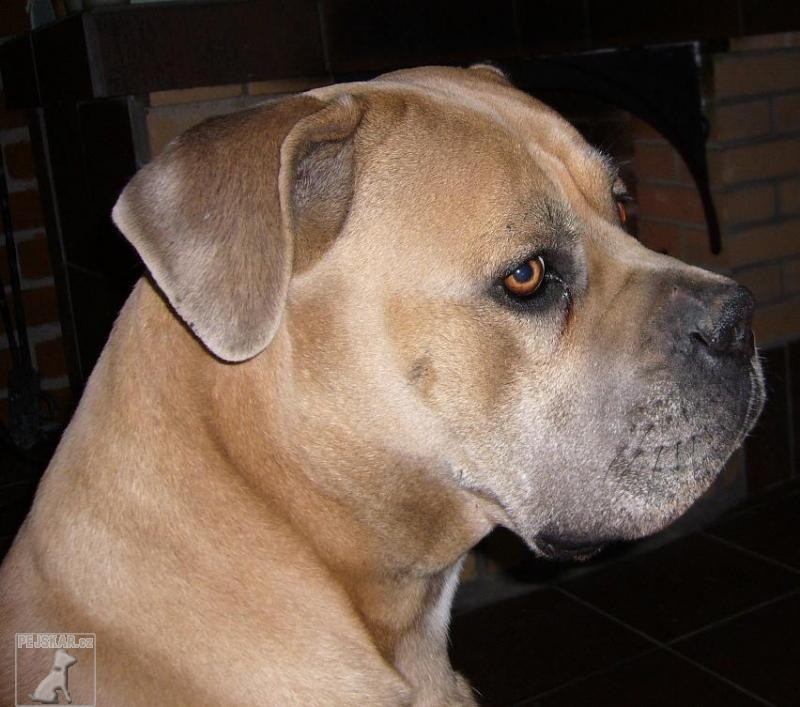 Cane Corso - (též Italský corso pes)