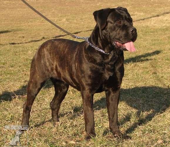 Cane Corso - (též Italský corso pes)