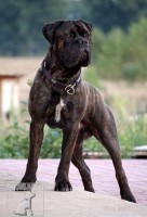 Cane Corso - (též Italský corso pes)