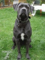 Cane Corso - (též Italský corso pes)