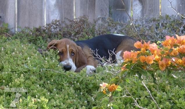 Baset Hound (také Basset Hound)