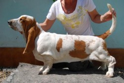 Baset Hound (také Basset Hound)