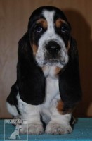 Baset Hound (také Basset Hound)