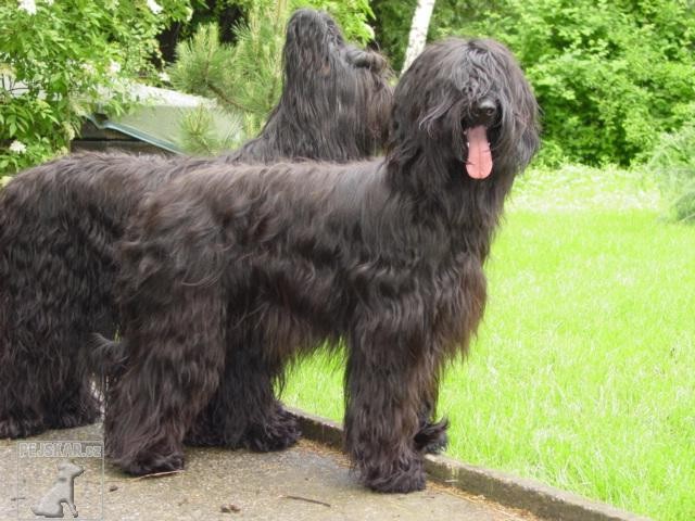 Briard