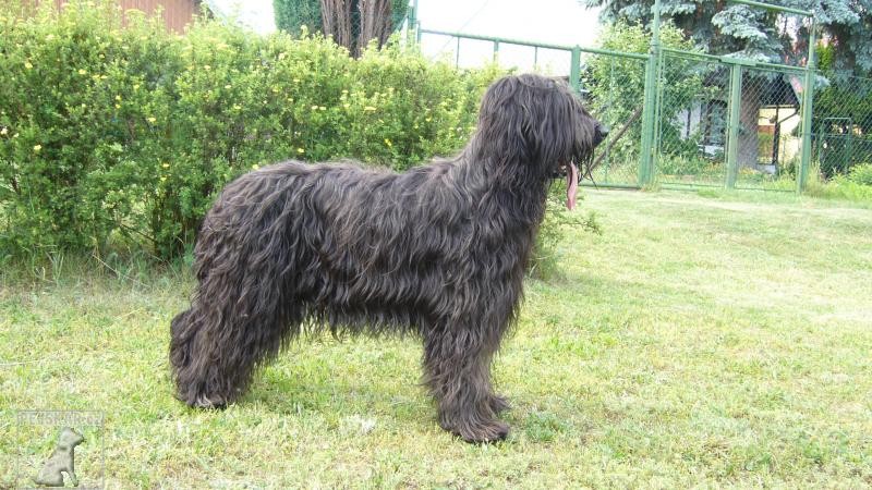 Briard