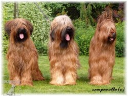 Briard