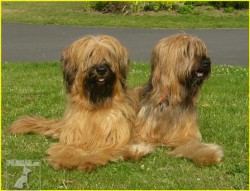 Briard