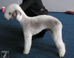 Bedlington teriér