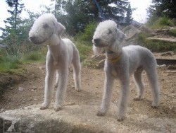 Bedlington teriér