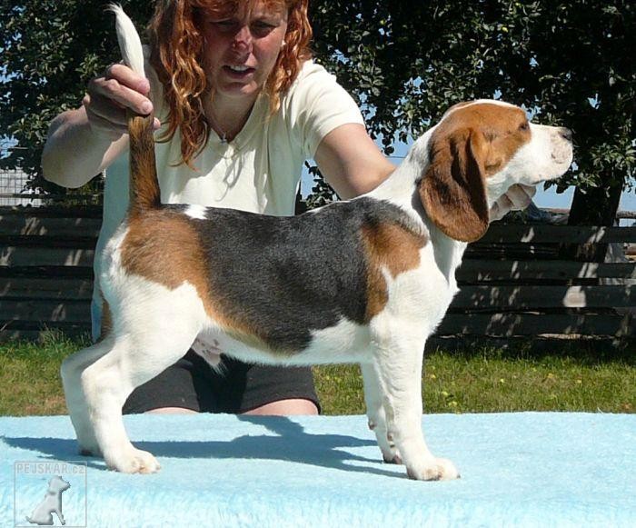 Bígl (též beagle)