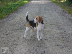 Bígl (též beagle)