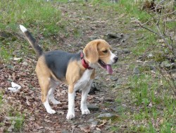 Bígl (též beagle)