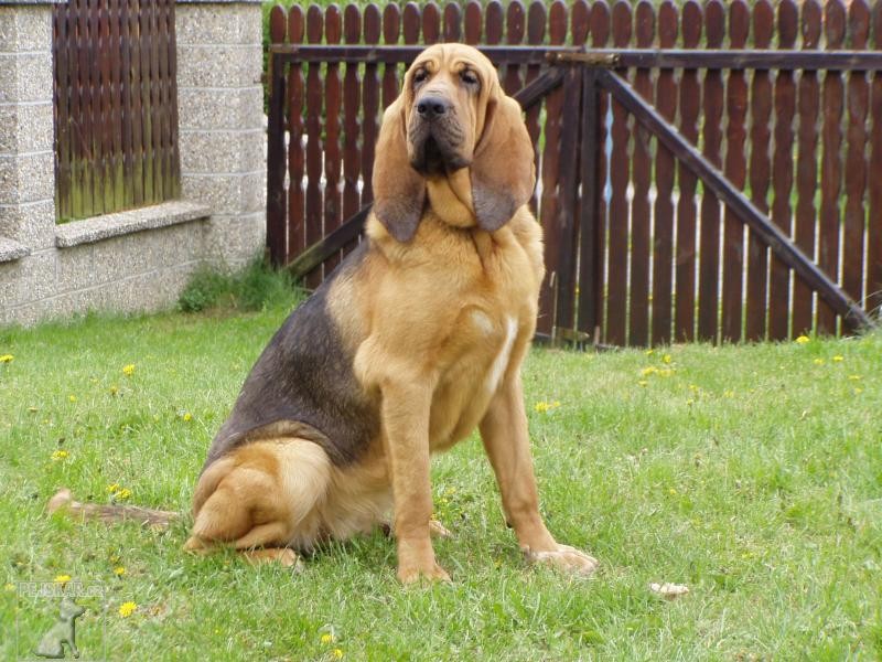 Bloodhound (též Bladhound, Anglický barvář)