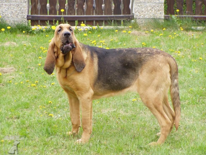 Bloodhound (též Bladhound, Anglický barvář)