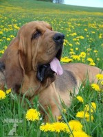 Bloodhound (též Bladhound, Anglický barvář)