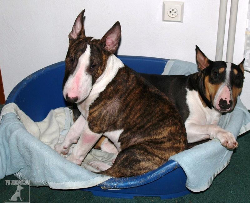 Bulteriér (též: Bullteriér, Bull Terrier)