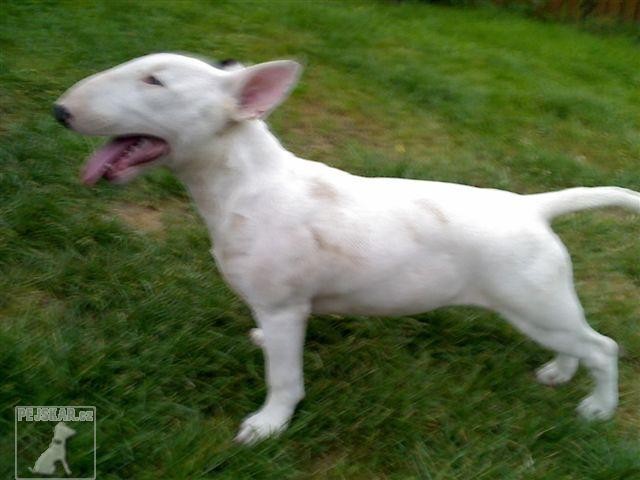 Bulteriér (též: Bullteriér, Bull Terrier)