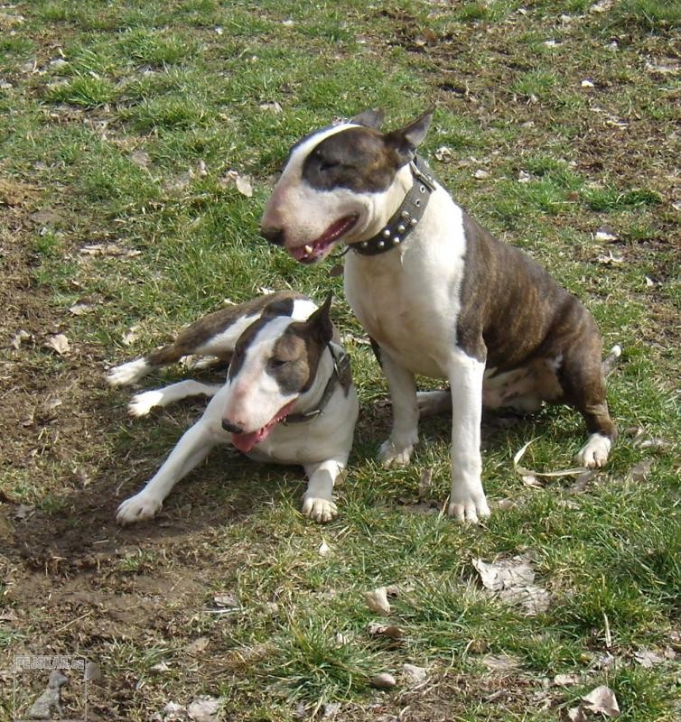 Bulteriér (též: Bullteriér, Bull Terrier)