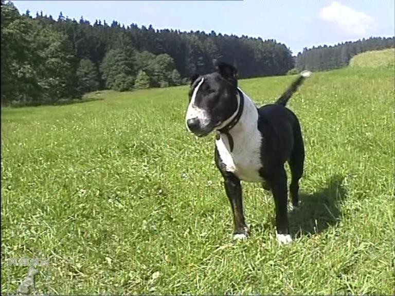 Bulteriér (též: Bullteriér, Bull Terrier)