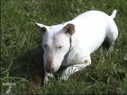 Bulteriér (též: Bullteriér, Bull Terrier)