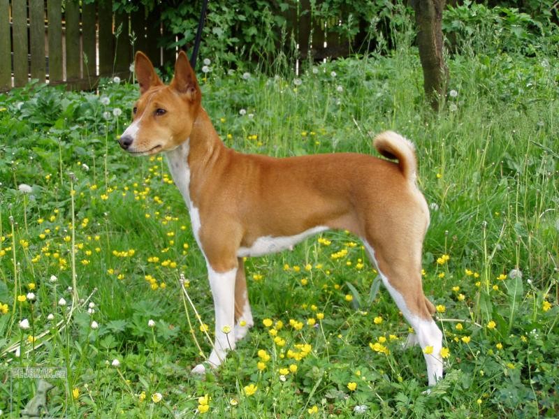 Basenži - (též: Basenji, Congo Dog)