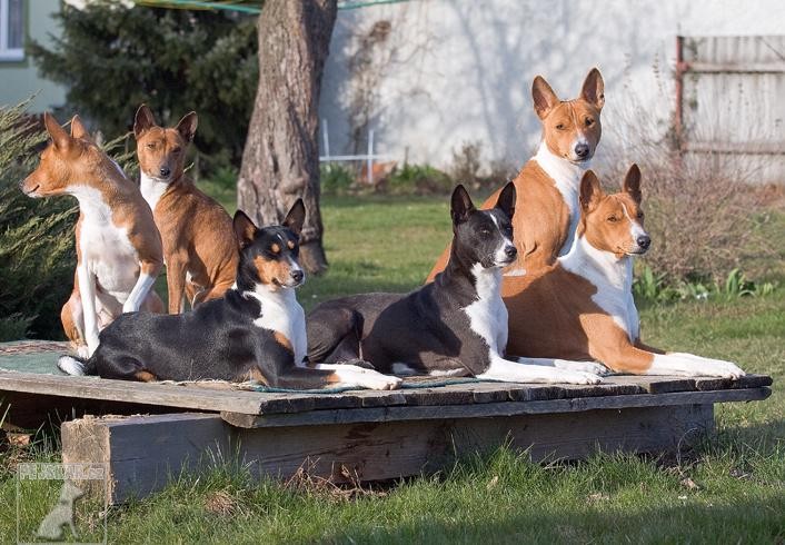 Basenži - (též: Basenji, Congo Dog)