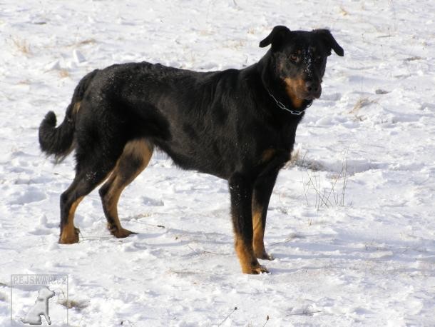 Beauceron (též francouzský ovčácký pes, Beaucký ovčák)